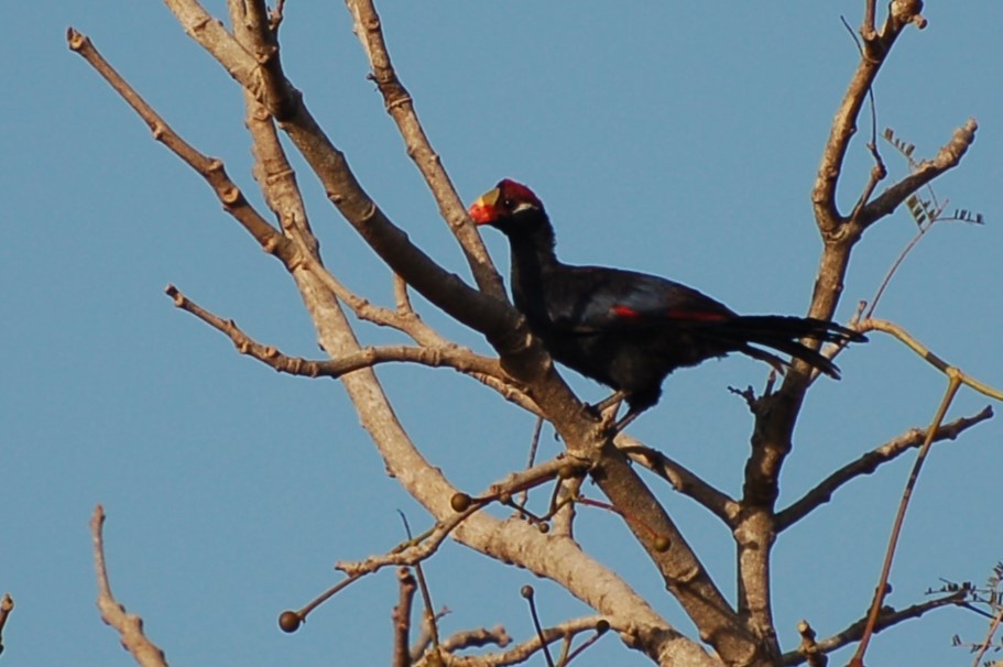 Turaco Violáceo - ML640157400