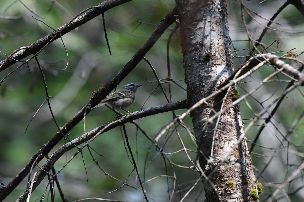 Golden-crowned Kinglet - ML640157431