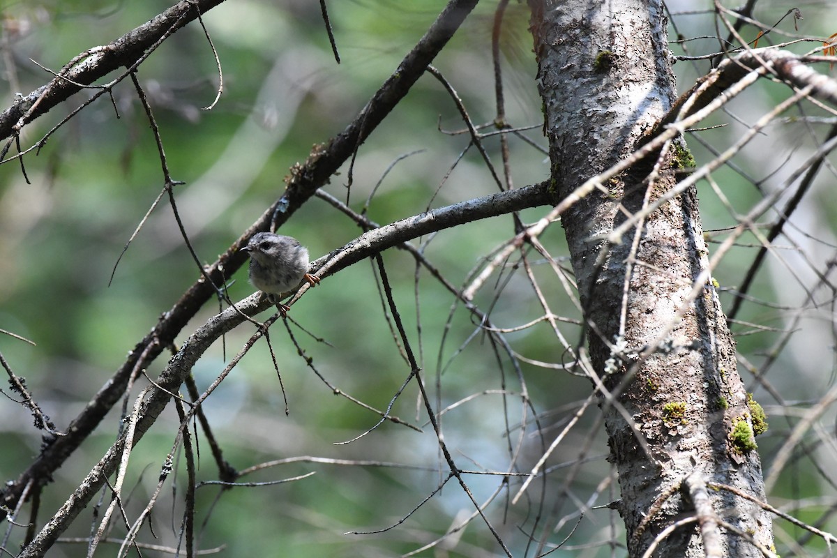 Golden-crowned Kinglet - ML640157432