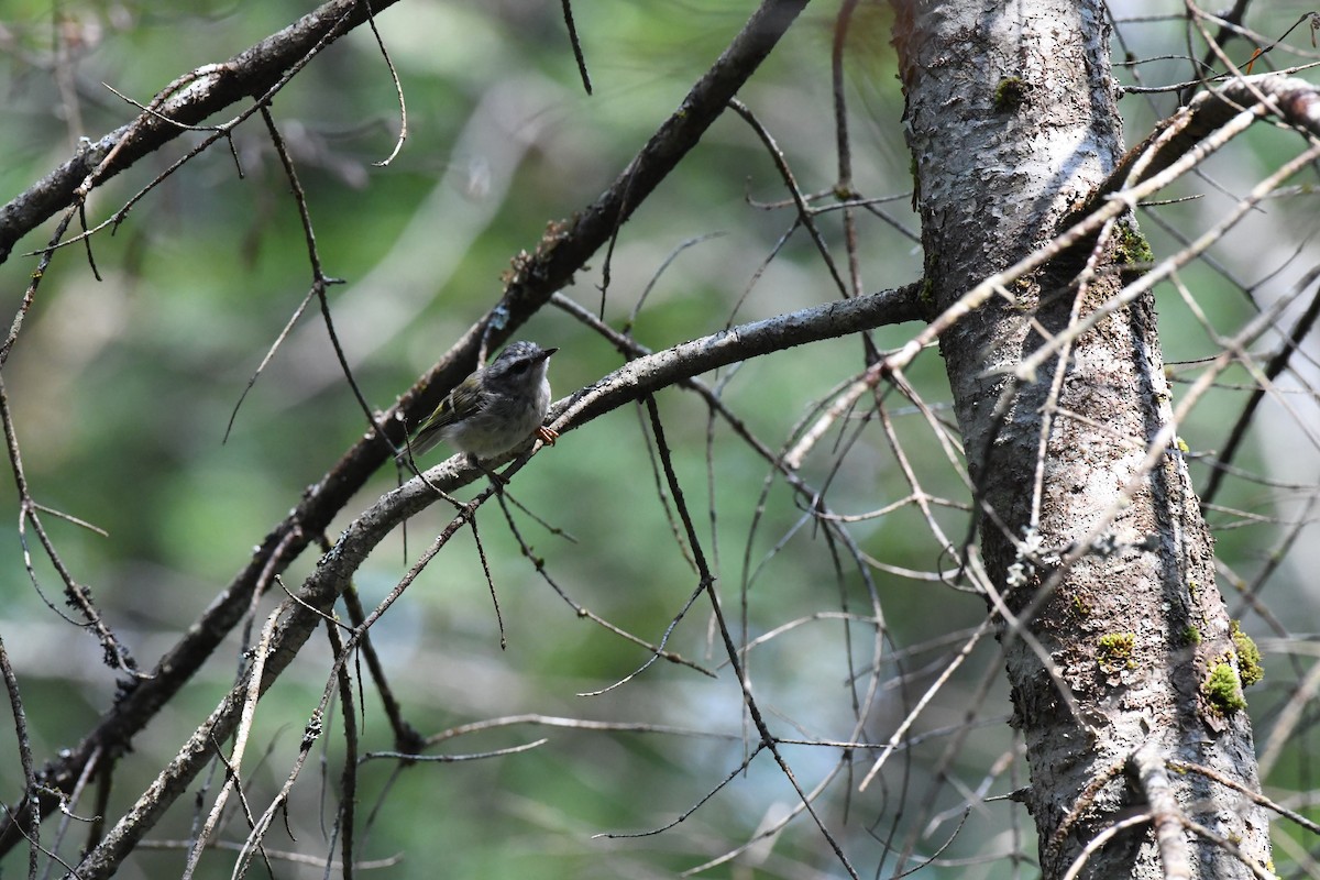 Golden-crowned Kinglet - ML640157433