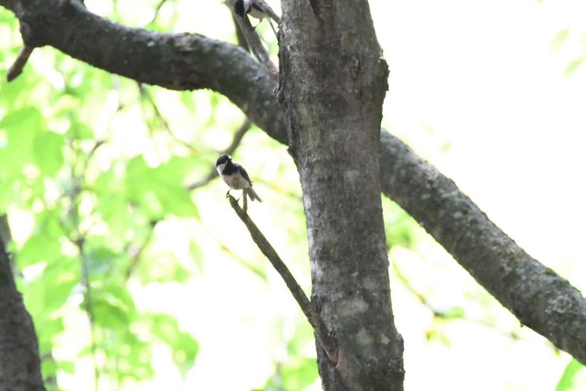 Black-capped Chickadee - ML640157436