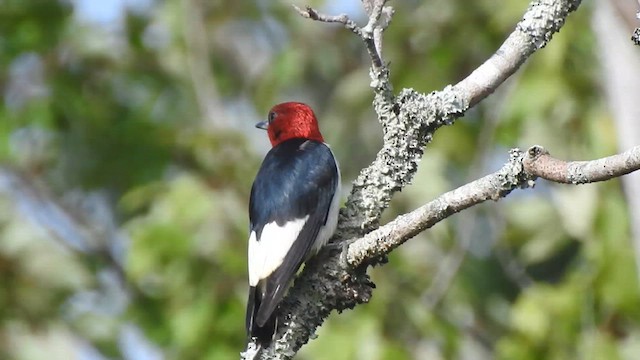 Red-headed Woodpecker - ML640157445