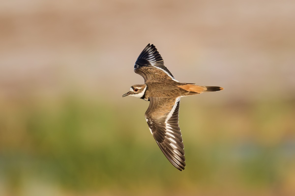 Killdeer - ML640157449