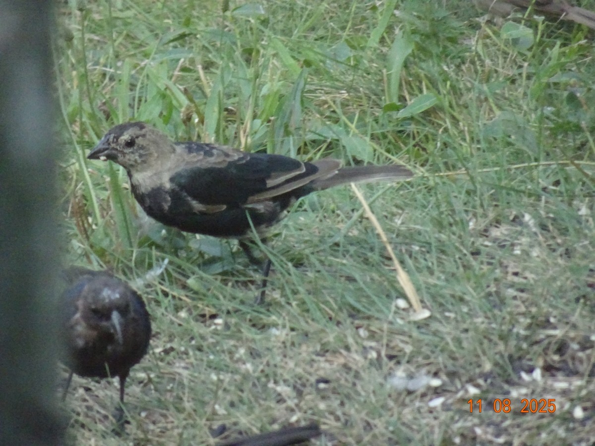 vlhovec hnědohlavý - ML640157467