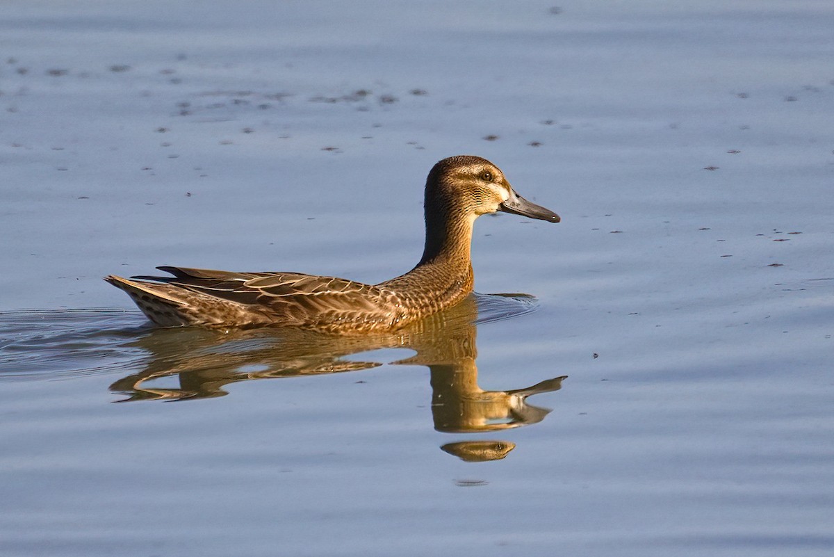 Garganey - ML640157473