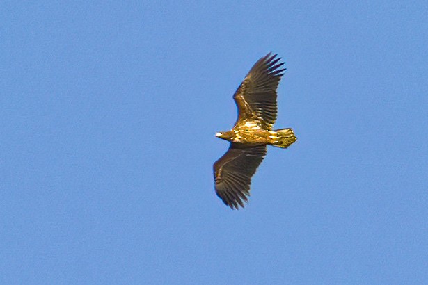 White-tailed Eagle - ML640157478