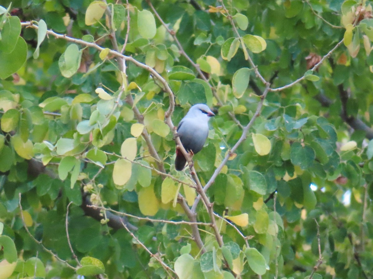 Lavender Waxbill - ML640157502