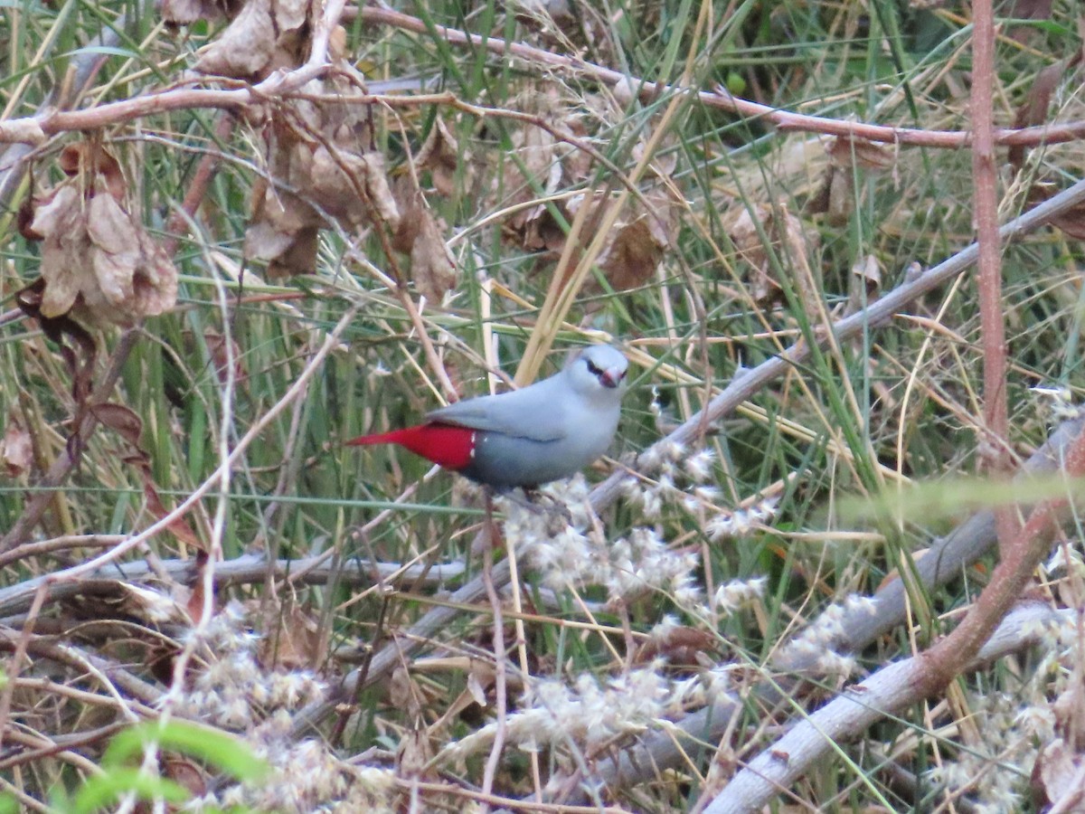 Lavender Waxbill - ML640157513