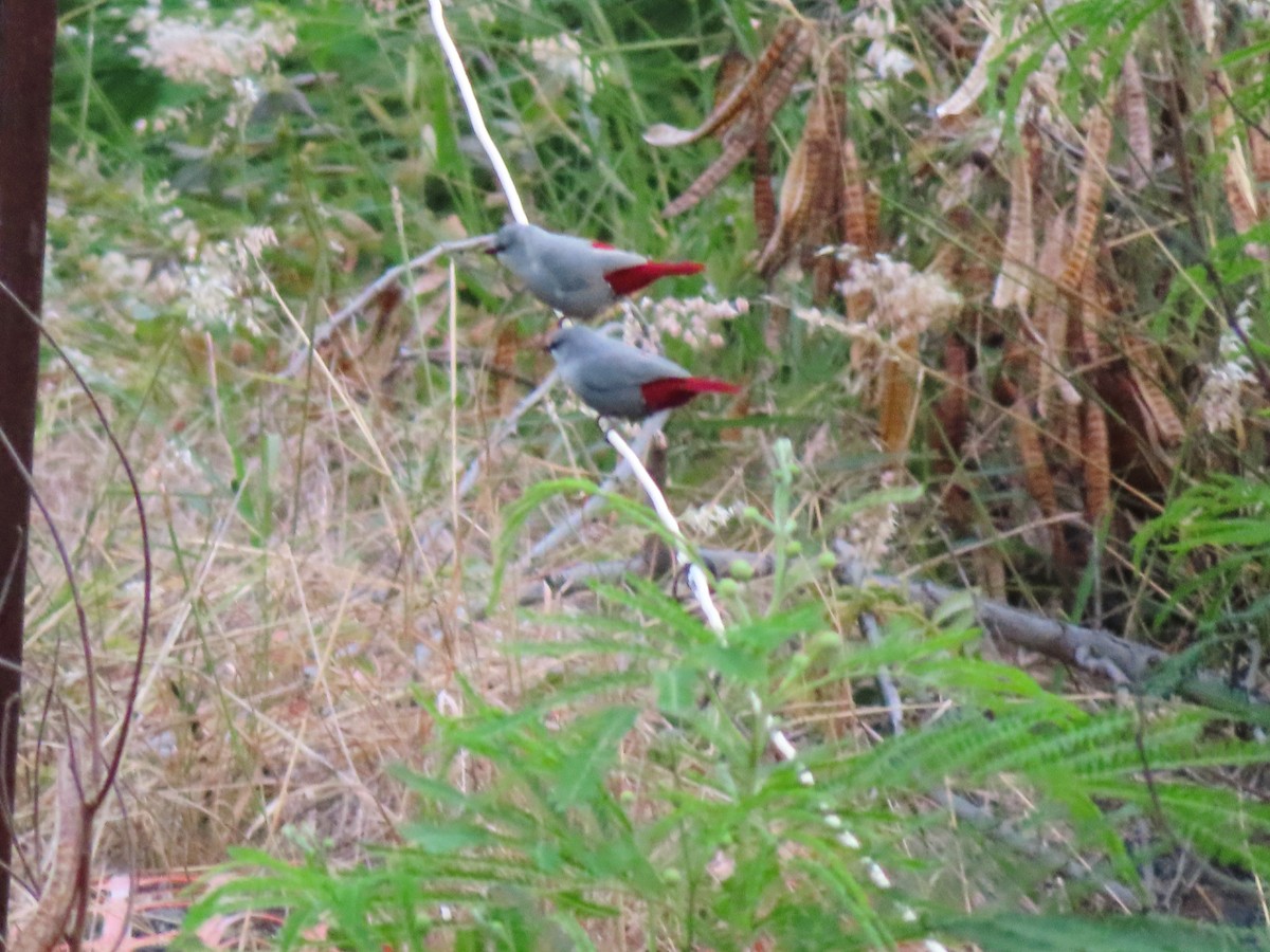 Lavender Waxbill - ML640157520