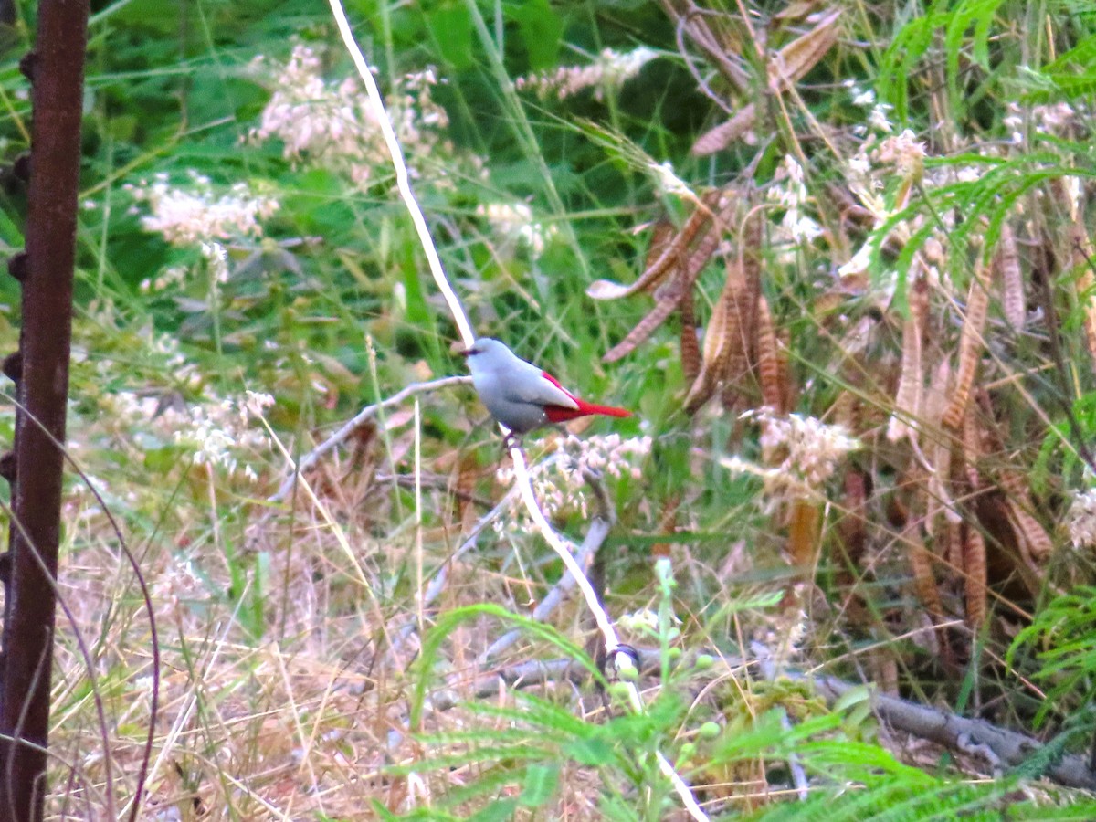 Lavender Waxbill - ML640157522