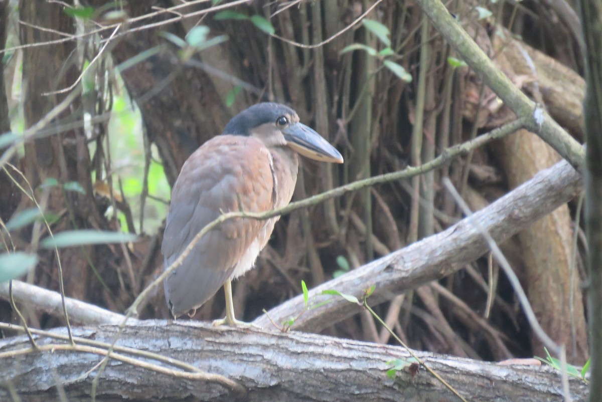 Boat-billed Heron - ML640157528