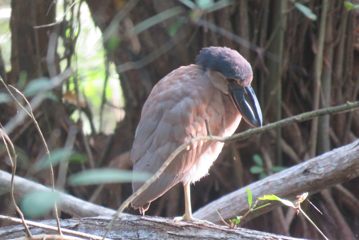 Boat-billed Heron - ML640157529