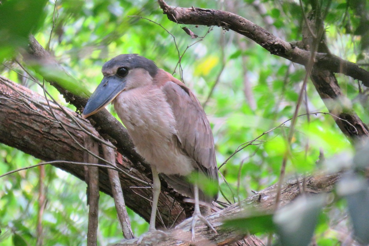 Boat-billed Heron - ML640157530