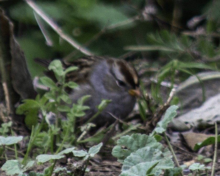 Golden-crowned Sparrow - ML640157537