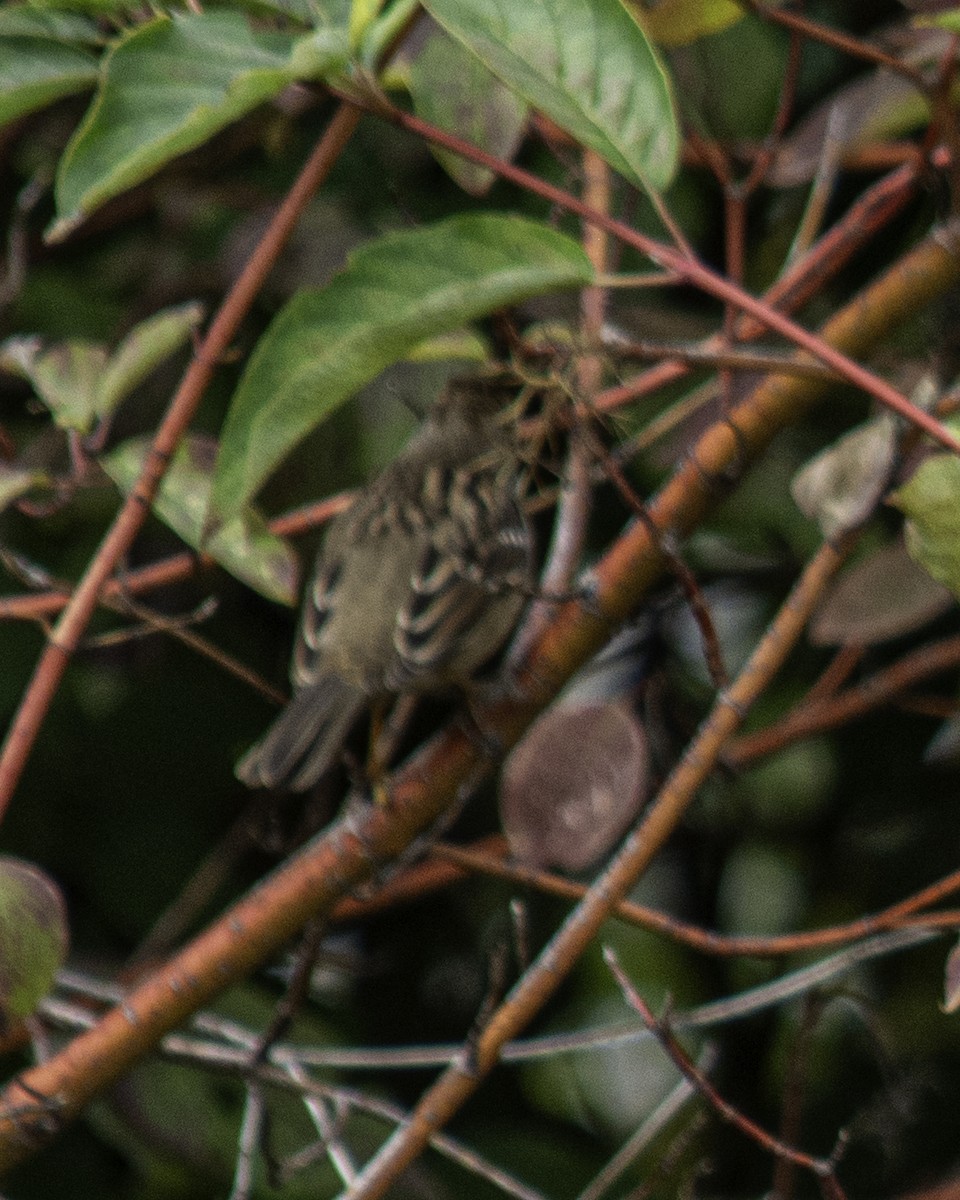 Golden-crowned Sparrow - ML640157538