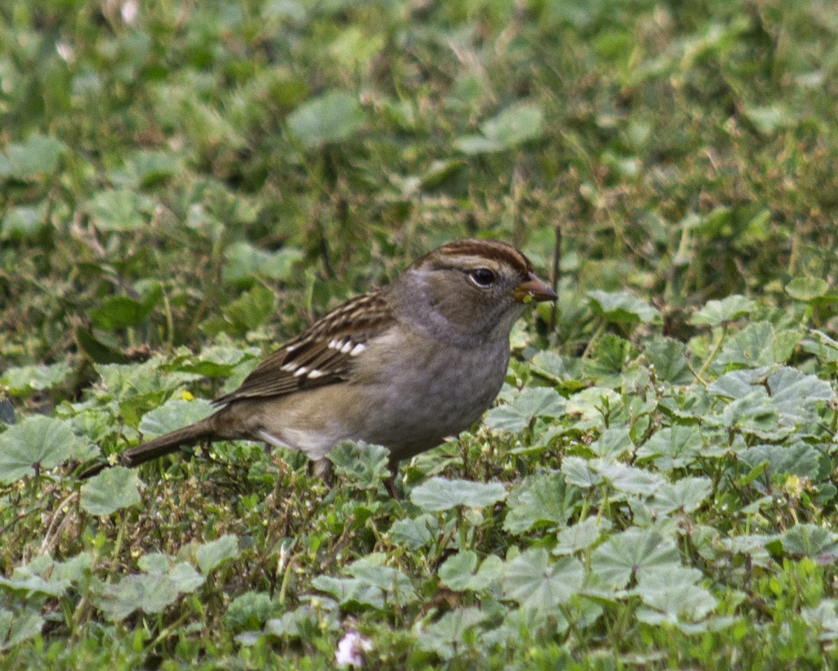 Golden-crowned Sparrow - ML640157539