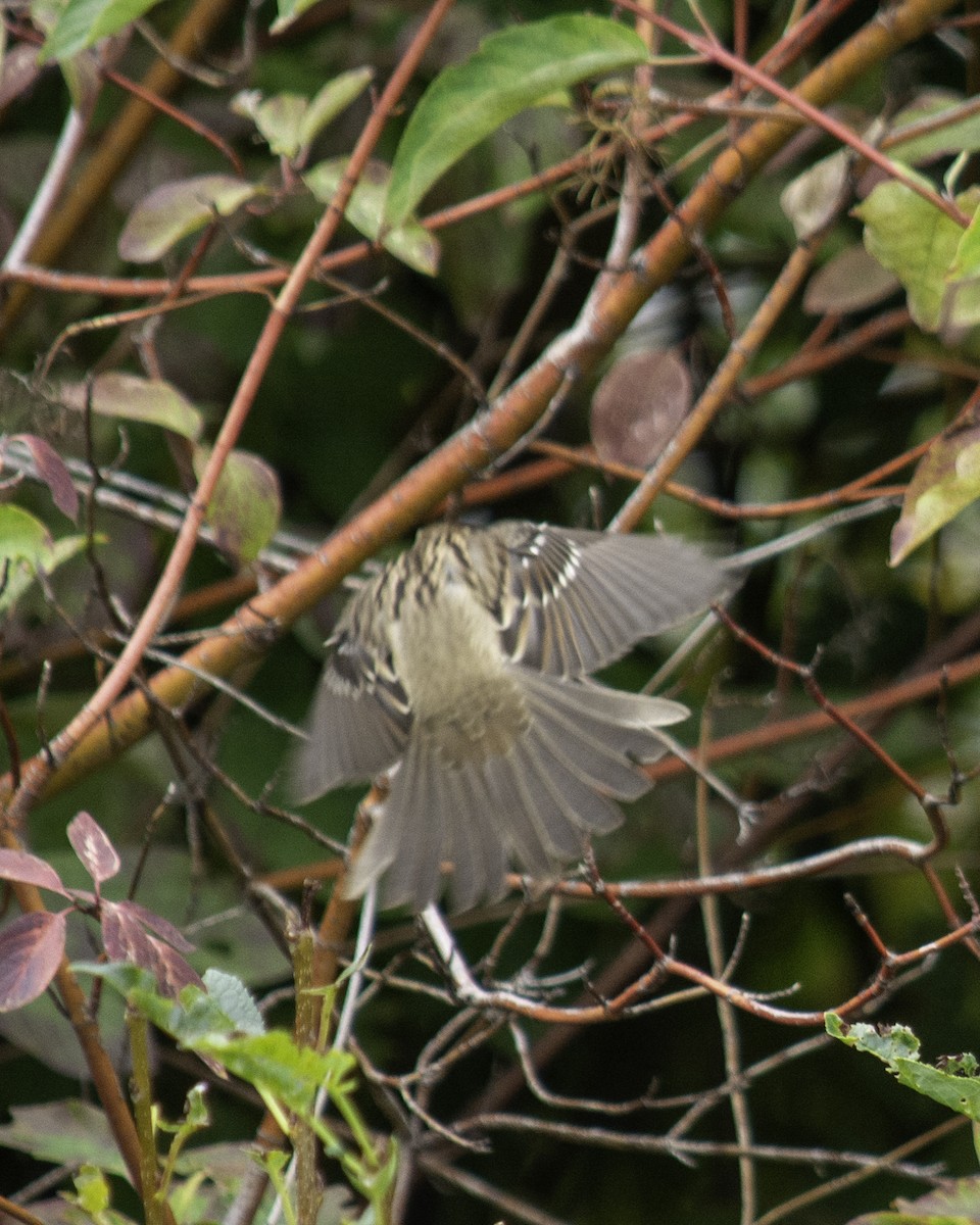 Golden-crowned Sparrow - ML640157541