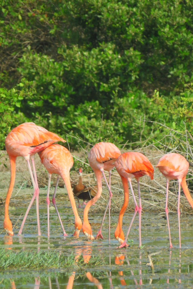 American Flamingo - ML640157548