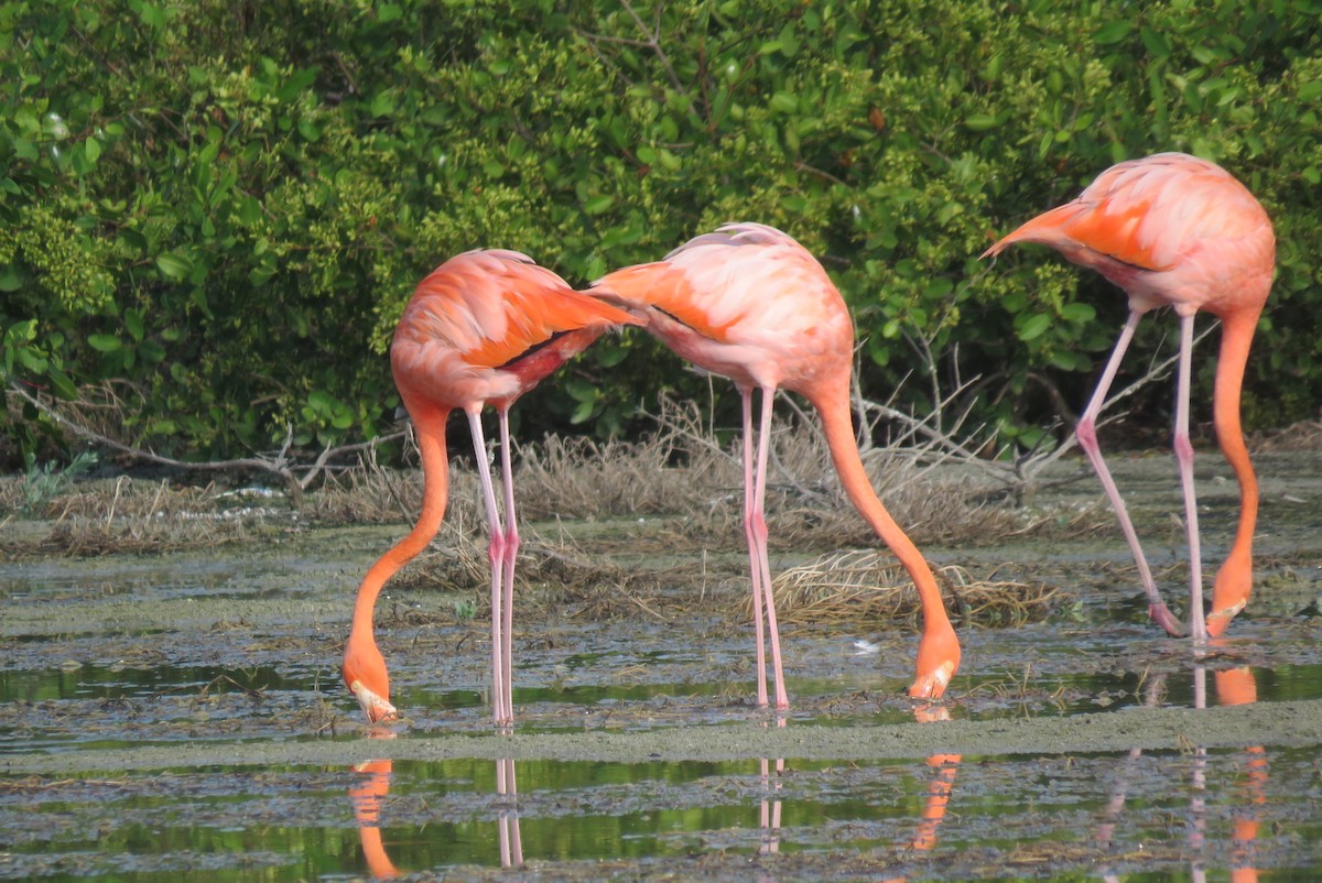 American Flamingo - ML640157550