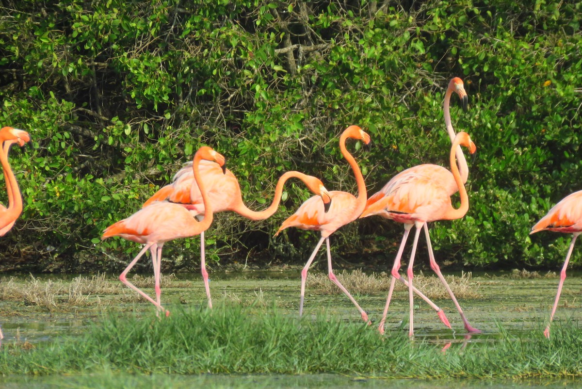 American Flamingo - ML640157551