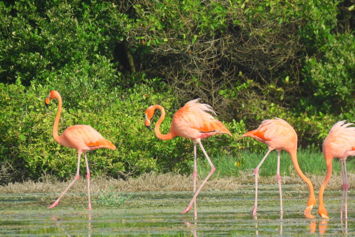 American Flamingo - ML640157552