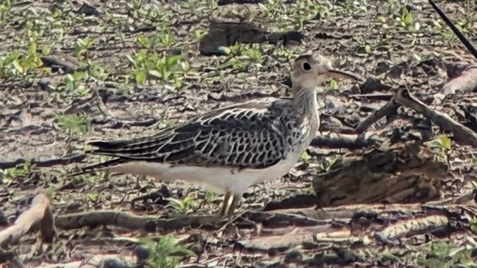 Upland Sandpiper - ML640157586