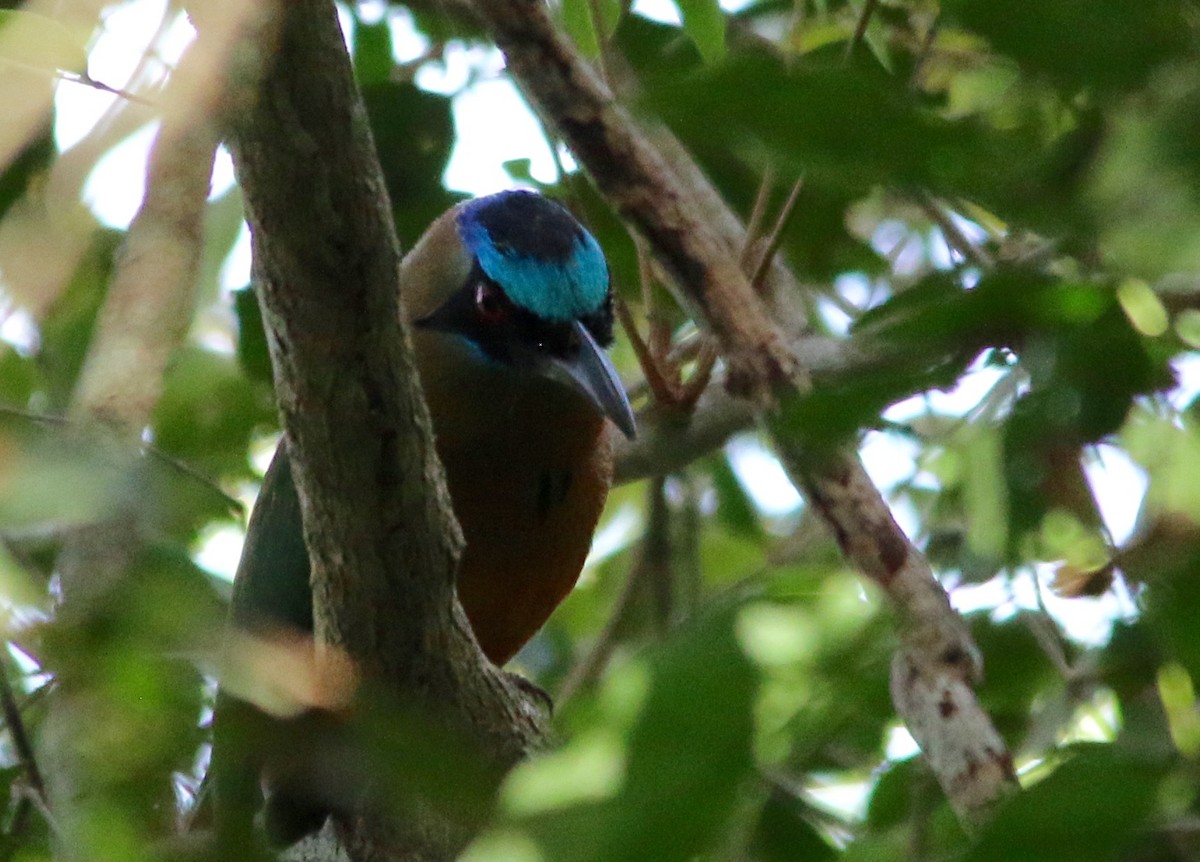 Amazonian Motmot - ML64015761