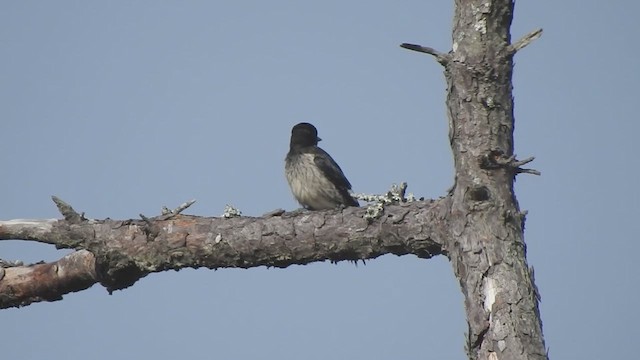 Red-headed Woodpecker - ML640157610