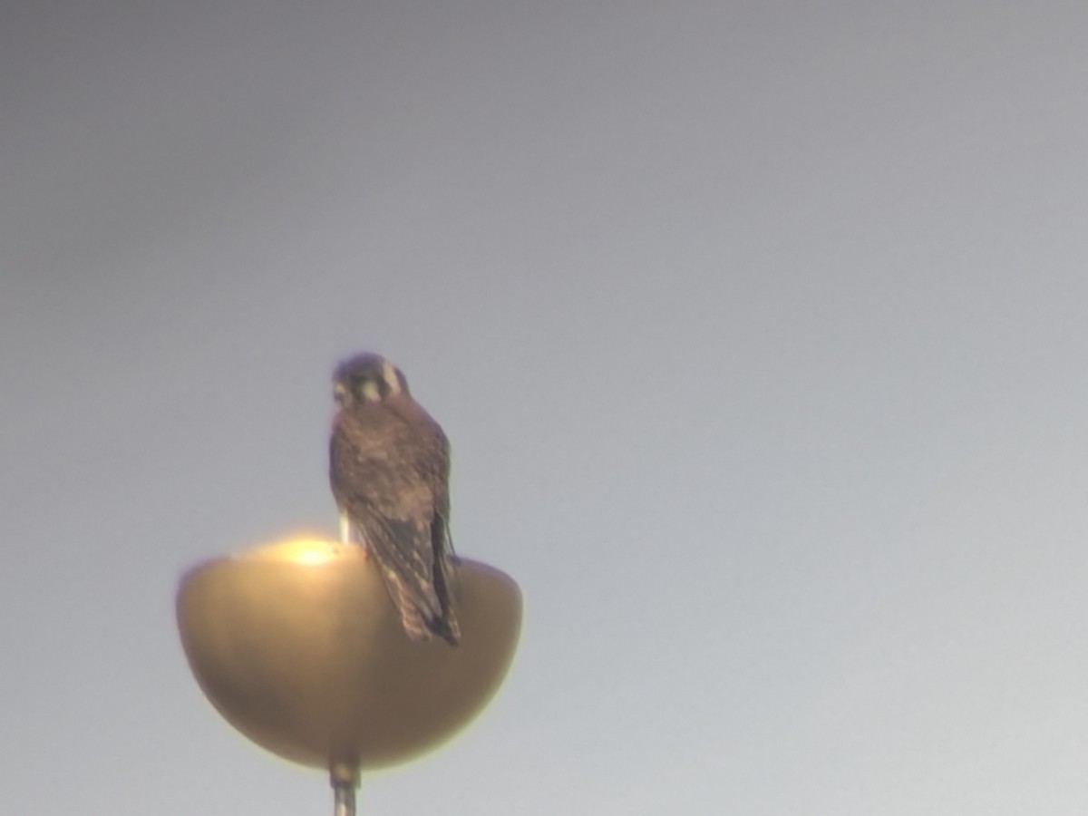 American Kestrel - ML640157624