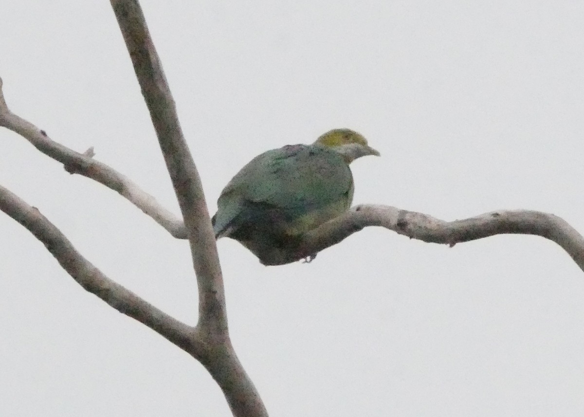 Pink-spotted Fruit-Dove - ML640157680