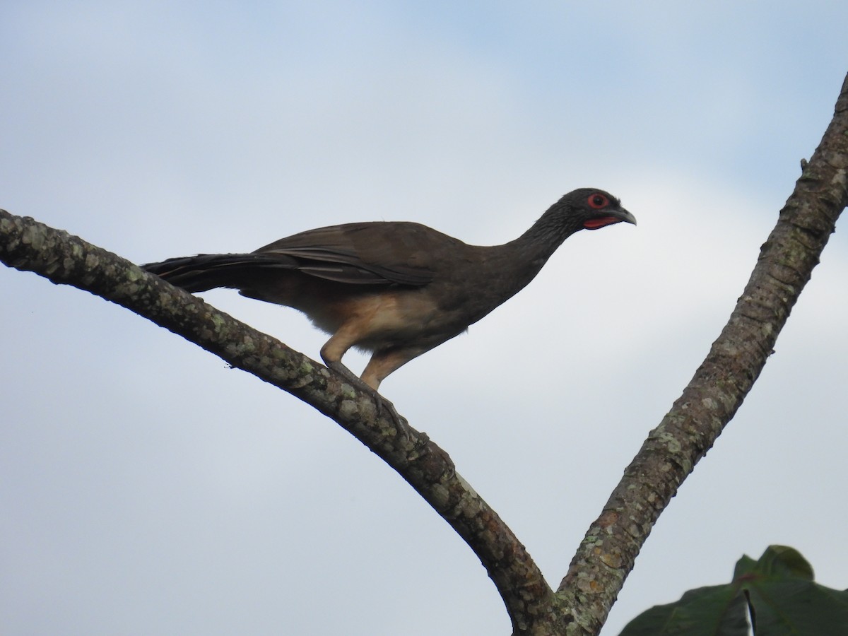 West Mexican Chachalaca - ML640157691