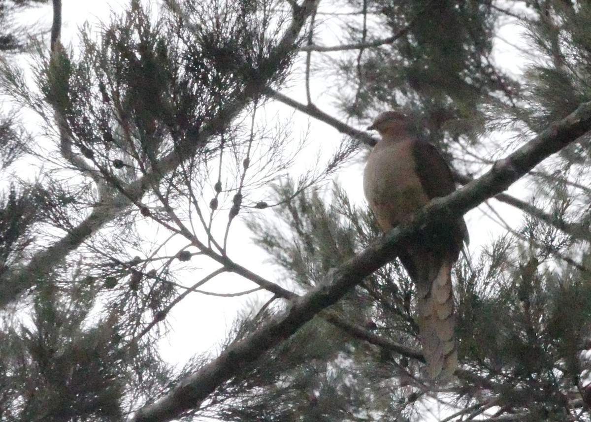 Amboyna Cuckoo-Dove - ML640157695