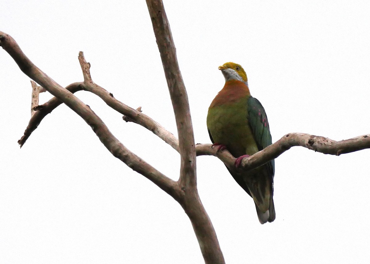 Pink-spotted Fruit-Dove - ML640157737