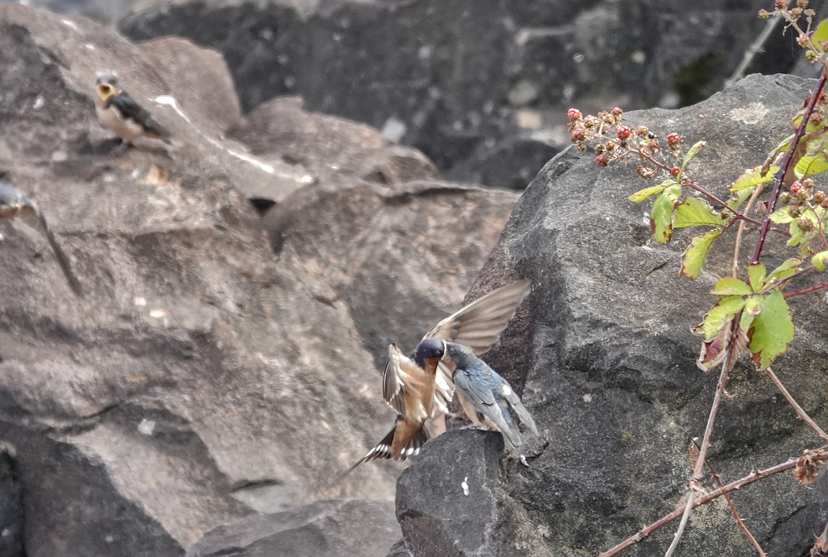 Barn Swallow - ML640157741