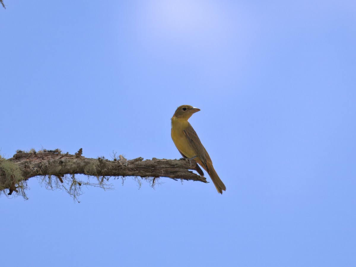Piranga vermillon - ML640157786