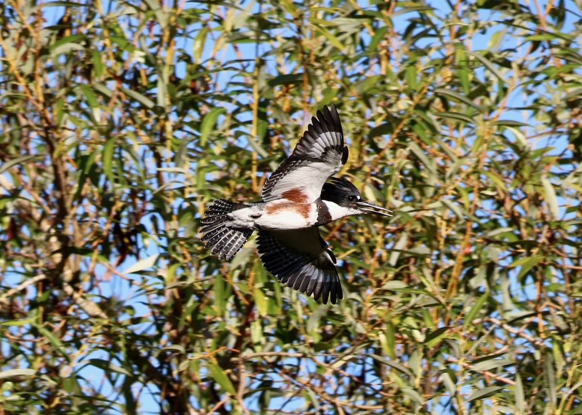 Belted Kingfisher - ML640157818