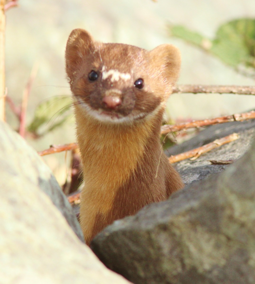 Short-tailed Weasel - ML640157844