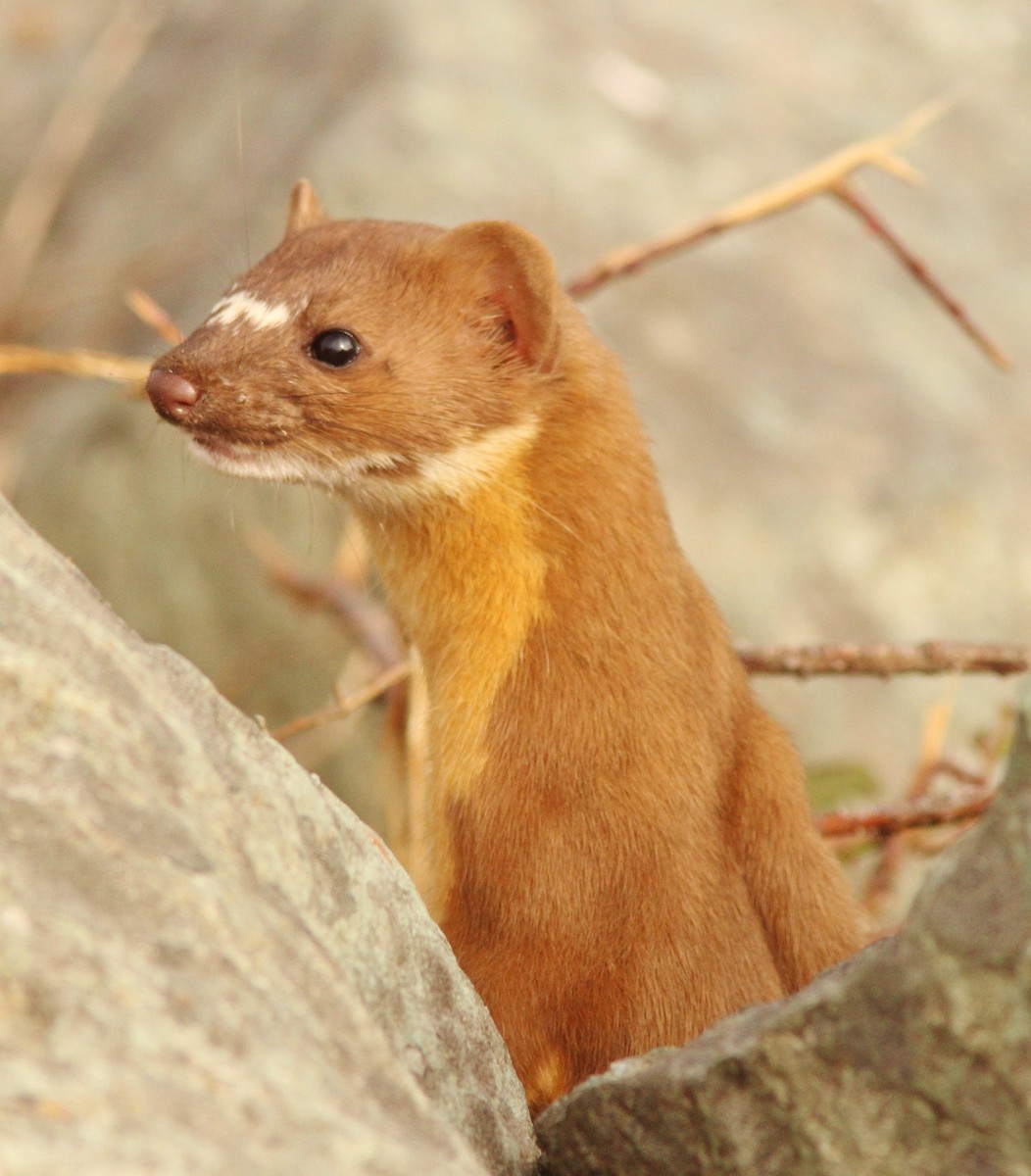 Short-tailed Weasel - ML640157909
