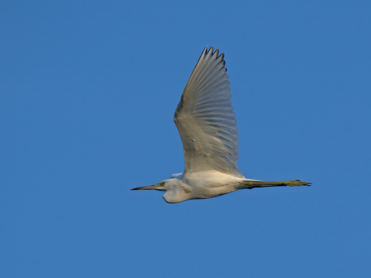 Little Blue Heron - ML640157917