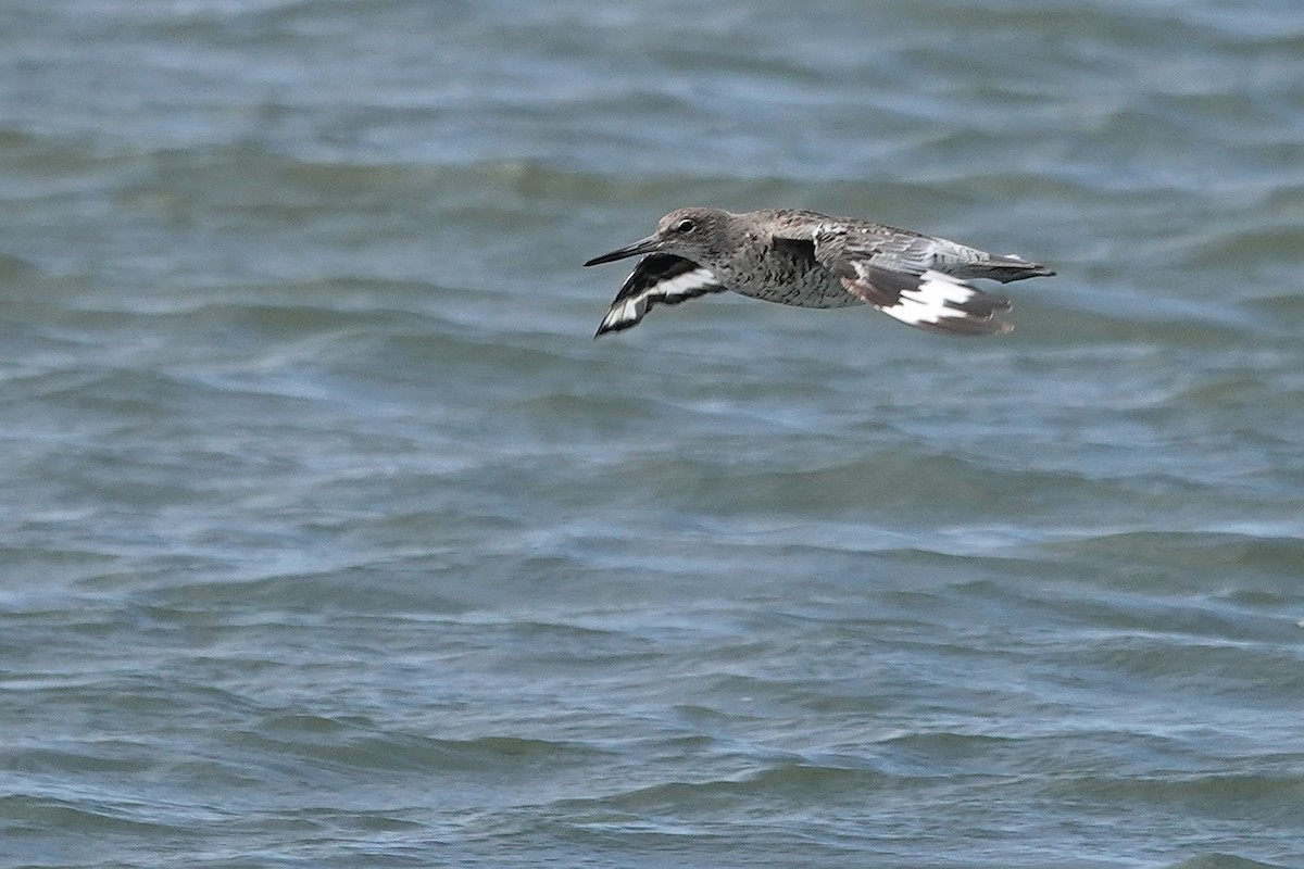 Willet - ML640157921