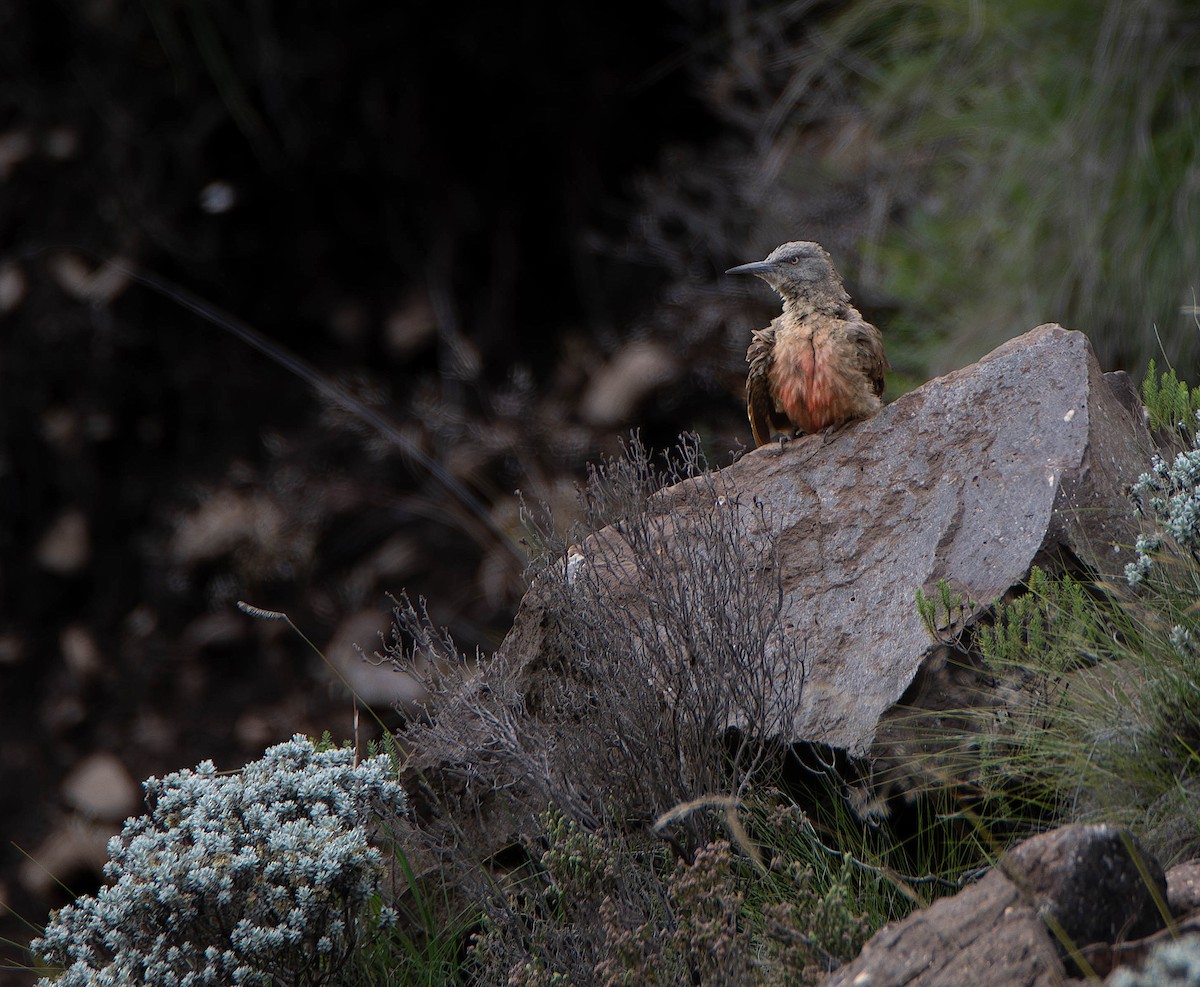 Ground Woodpecker - ML640157930