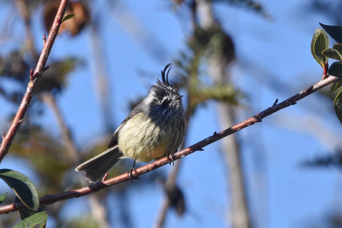 Tufted Tit-Tyrant - ML640157931