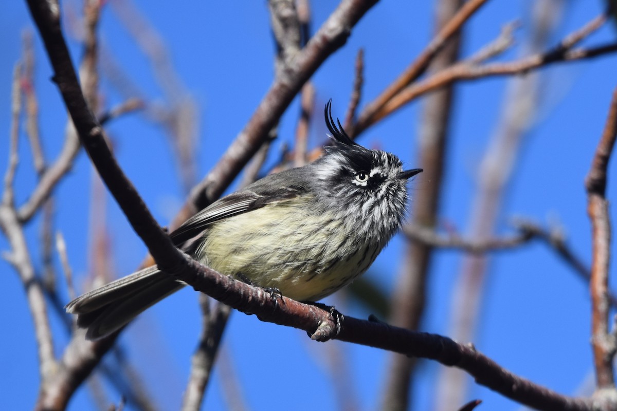 Tufted Tit-Tyrant - ML640157932