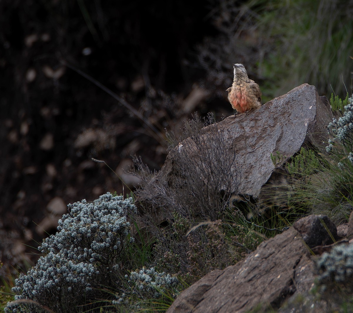 Ground Woodpecker - ML640157936