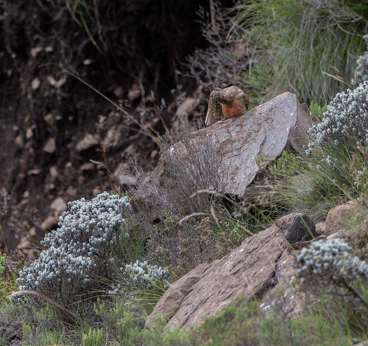 Ground Woodpecker - ML640157938