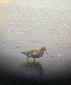 Totano moro - ML640157951