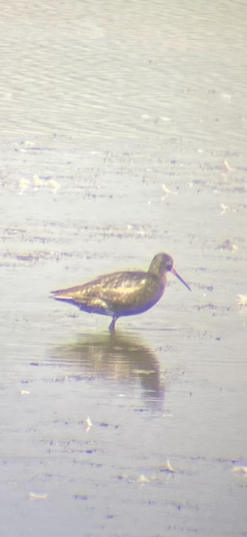 Totano moro - ML640157952