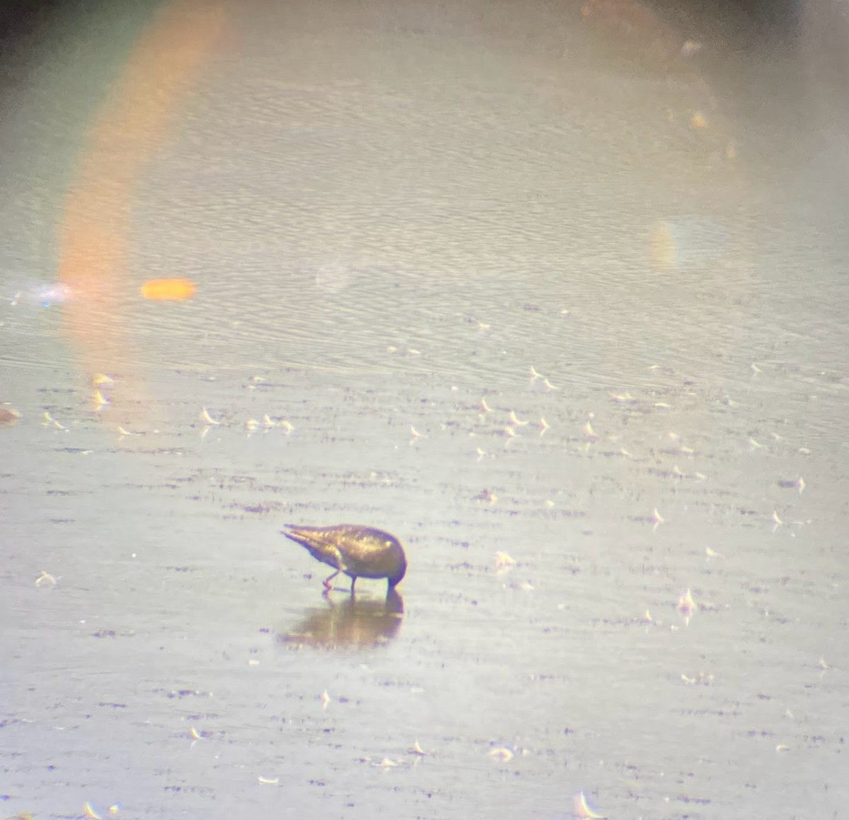 Totano moro - ML640157953