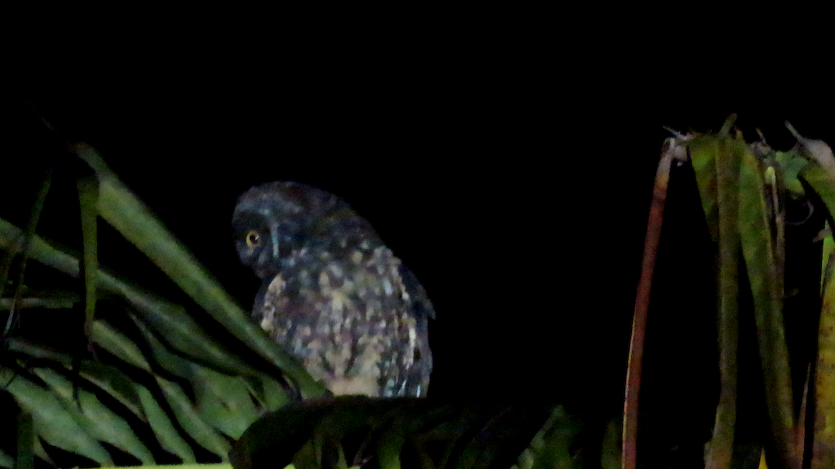 Stygian Owl - ML640157961