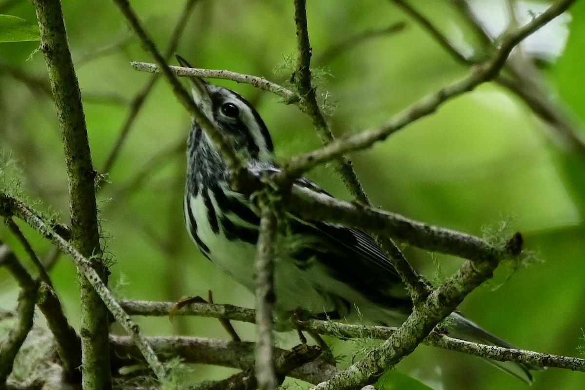 lesňáček černobílý - ML640158035